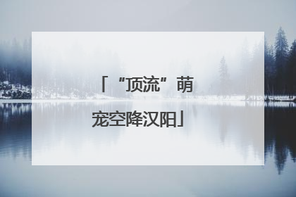 “顶流”萌宠空降汉阳