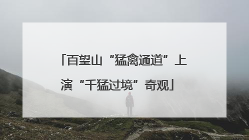 百望山“猛禽通道”上演“千猛过境”奇观