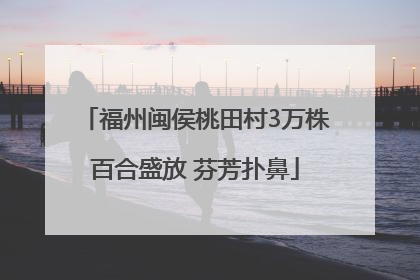 福州闽侯桃田村3万株百合盛放 芬芳扑鼻