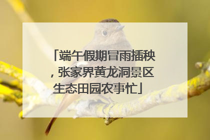 端午假期冒雨插秧，张家界黄龙洞景区生态田园农事忙