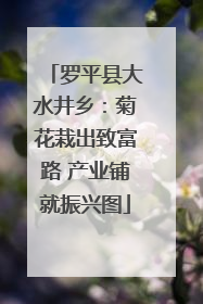 罗平县大水井乡：菊花栽出致富路 产业铺就振兴图