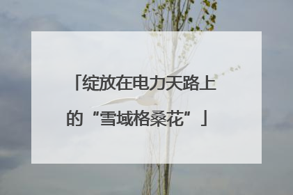 绽放在电力天路上的“雪域格桑花”