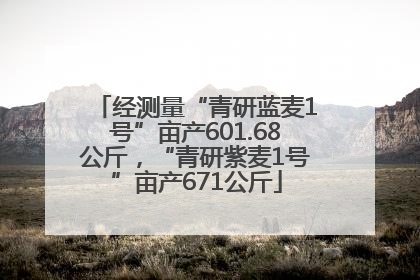 经测量“青研蓝麦1号”亩产601.68公斤，“青研紫麦1号”亩产671公斤