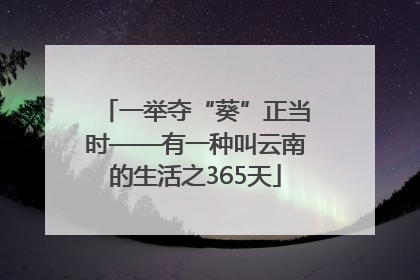 一举夺“葵”正当时——有一种叫云南的生活之365天