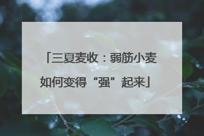 三夏麦收：弱筋小麦如何变得“强”起来