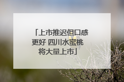 上市推迟但口感更好 四川水蜜桃将大量上市