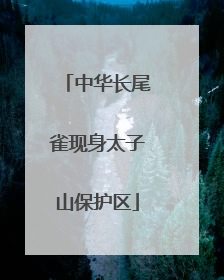 中华长尾雀现身太子山保护区