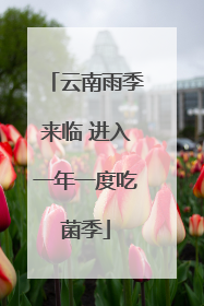 云南雨季来临 进入一年一度吃菌季