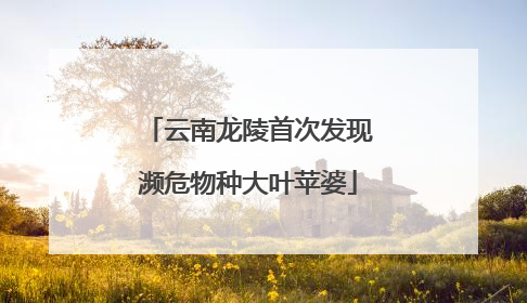 云南龙陵首次发现濒危物种大叶苹婆