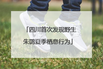 四川首次发现野生朱鹮夏季栖息行为