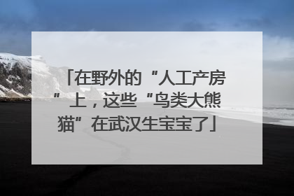 在野外的“人工产房”上，这些“鸟类大熊猫”在武汉生宝宝了