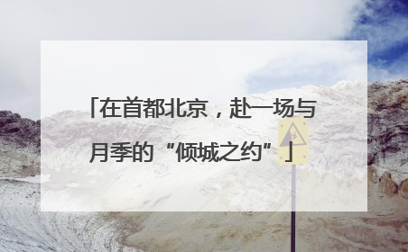 在首都北京，赴一场与月季的“倾城之约”