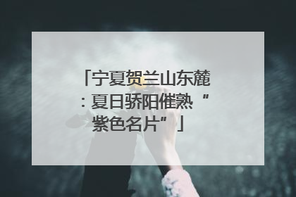宁夏贺兰山东麓：夏日骄阳催熟“紫色名片”