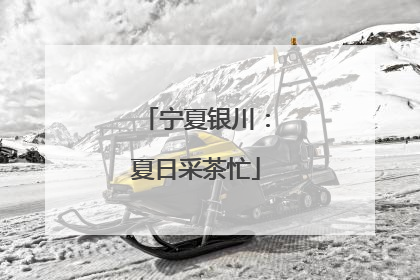 宁夏银川：夏日采茶忙