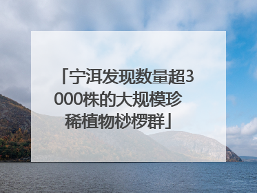 宁洱发现数量超3000株的大规模珍稀植物桫椤群