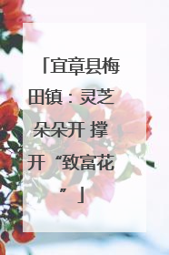 宜章县梅田镇：灵芝朵朵开 撑开“致富花”