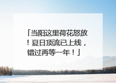 当阳这里荷花怒放！夏日顶流已上线，错过再等一年！