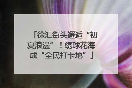 徐汇街头邂逅“初夏浪漫”！绣球花海成“全民打卡地”