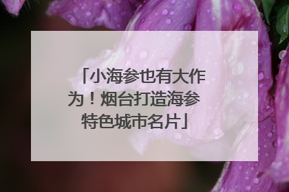 小海参也有大作为！烟台打造海参特色城市名片