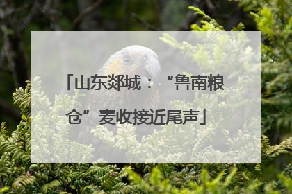 山东郯城：“鲁南粮仓”麦收接近尾声