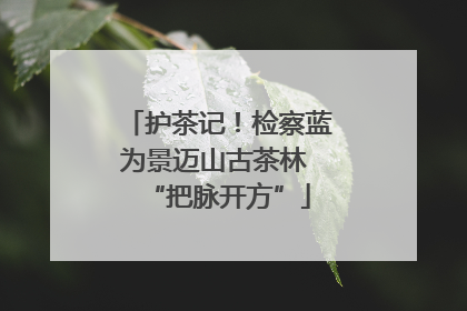 护茶记！检察蓝为景迈山古茶林 “把脉开方”