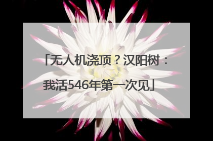 无人机浇顶？汉阳树：我活546年第一次见