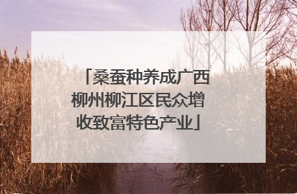 桑蚕种养成广西柳州柳江区民众增收致富特色产业
