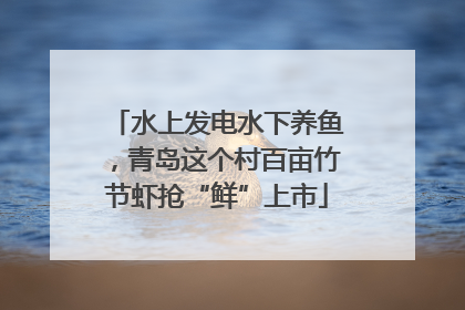 水上发电水下养鱼，青岛这个村百亩竹节虾抢“鲜”上市