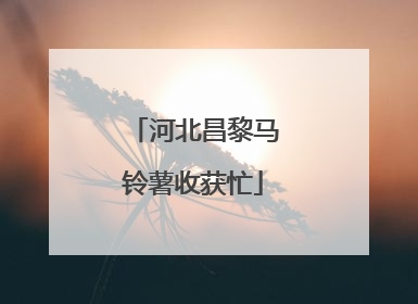 河北昌黎马铃薯收获忙