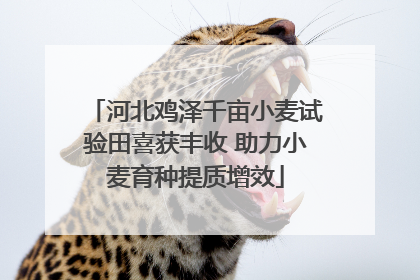 河北鸡泽千亩小麦试验田喜获丰收 助力小麦育种提质增效