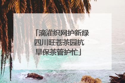 滴灌织网护新绿 四川旺苍茶园抗旱保茶管护忙