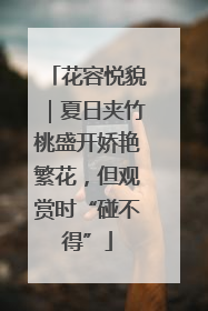 花容悦貌｜夏日夹竹桃盛开娇艳繁花，但观赏时“碰不得”
