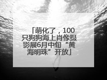 萌化了，100只狗狗海上肖像摄影展6月中旬“黄海明珠”开放