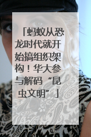 蚂蚁从恐龙时代就开始搞组织架构！华大参与解码“昆虫文明”
