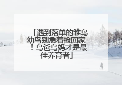 遇到落单的雏鸟幼鸟别急着捡回家！鸟爸鸟妈才是最佳养育者