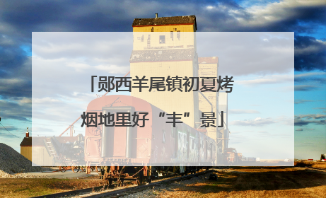 郧西羊尾镇初夏烤烟地里好“丰”景