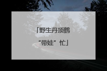 野生丹顶鹤“带娃”忙