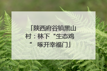 陕西府谷镇黑山村：林下“生态鸡” 啄开幸福门