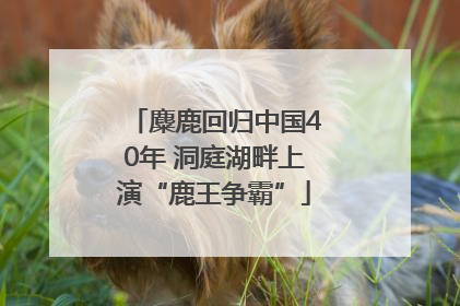 麋鹿回归中国40年 洞庭湖畔上演“鹿王争霸”