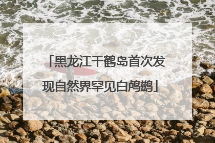 黑龙江千鹤岛首次发现自然界罕见白鸬鹚